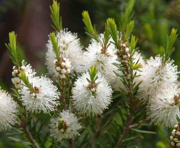 Tea Tree